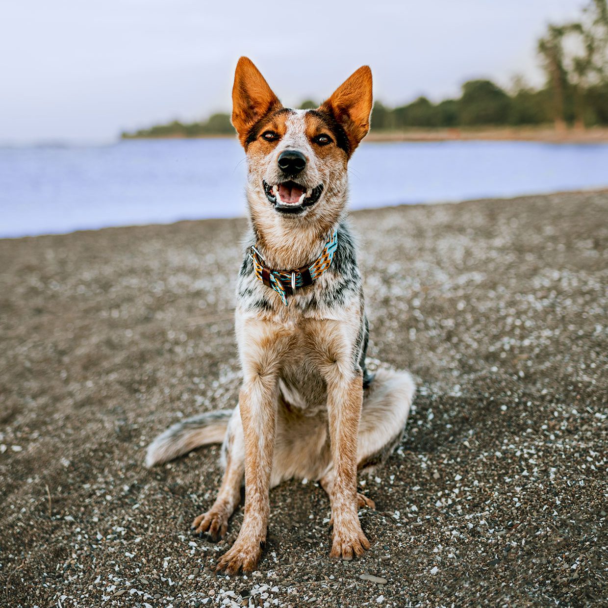 Whitefish Meal & Rice Ultimates Advanced Pet Nutrition Made in the USA