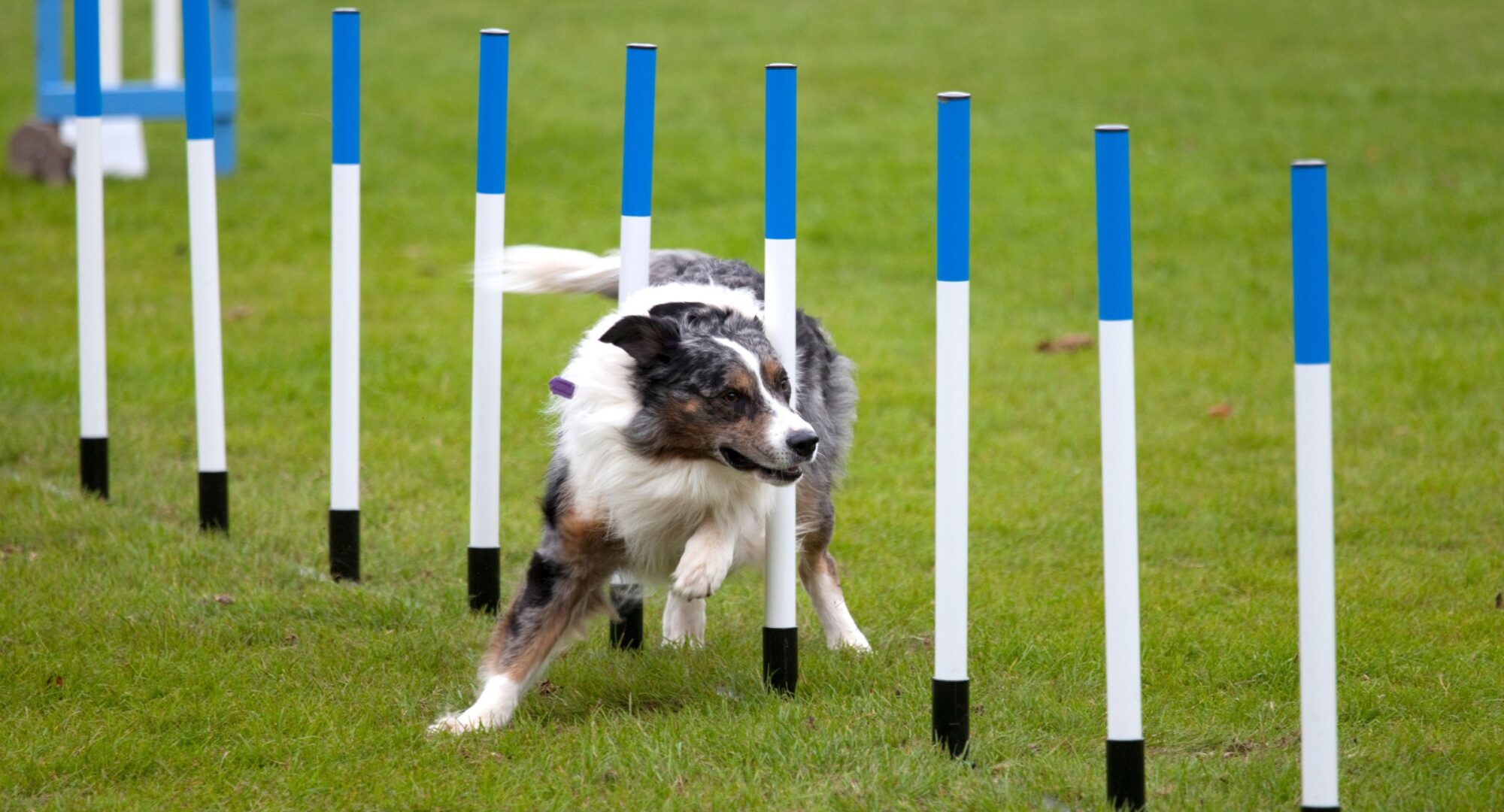 Dog running around weave poles