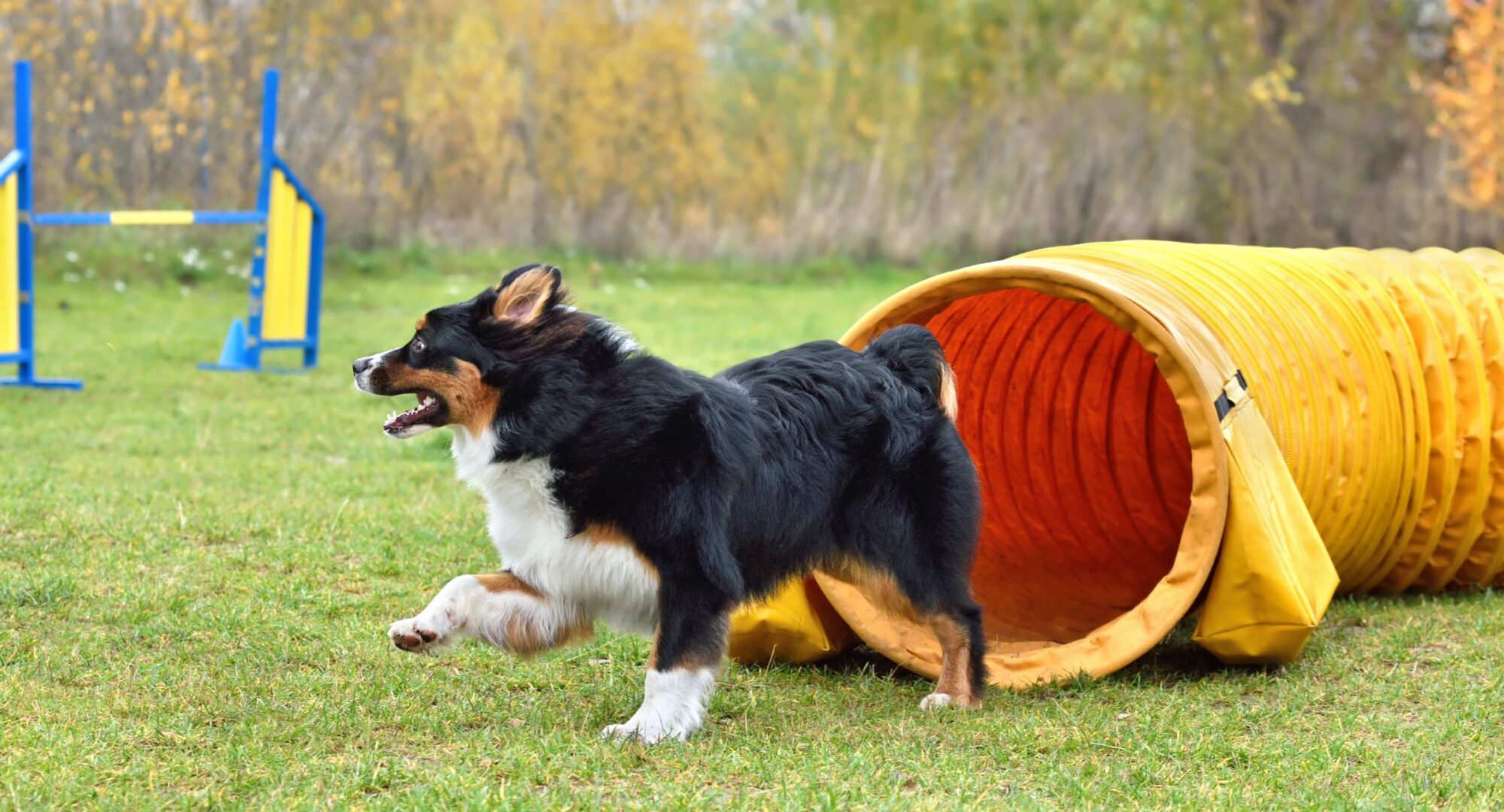 Dog running through a tunnel