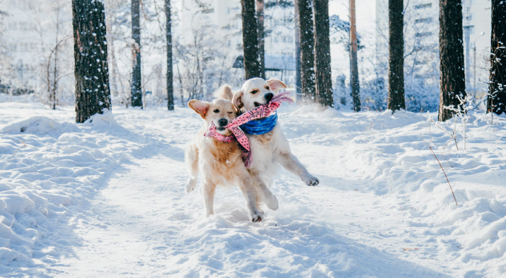 Two dogs pull each other through the snow with each end of a toy in their mouths