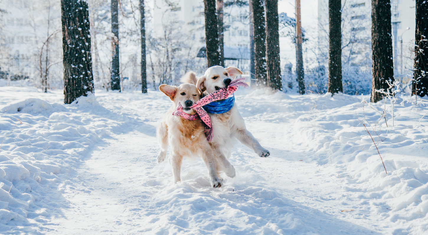 The Ultimate Winter Activities for Your Dog Ultimates Pet Food