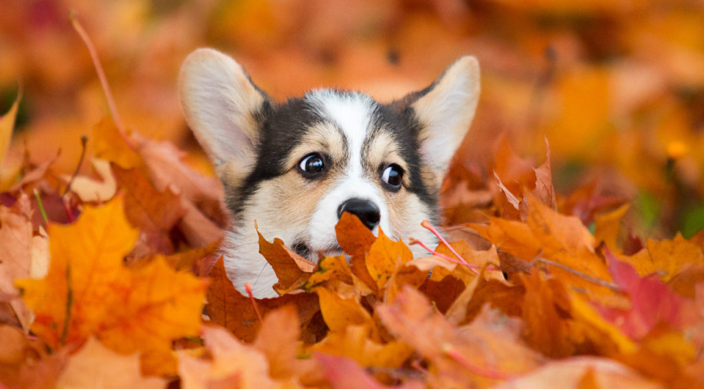 A corgi peeks out of a pile of fall leaves