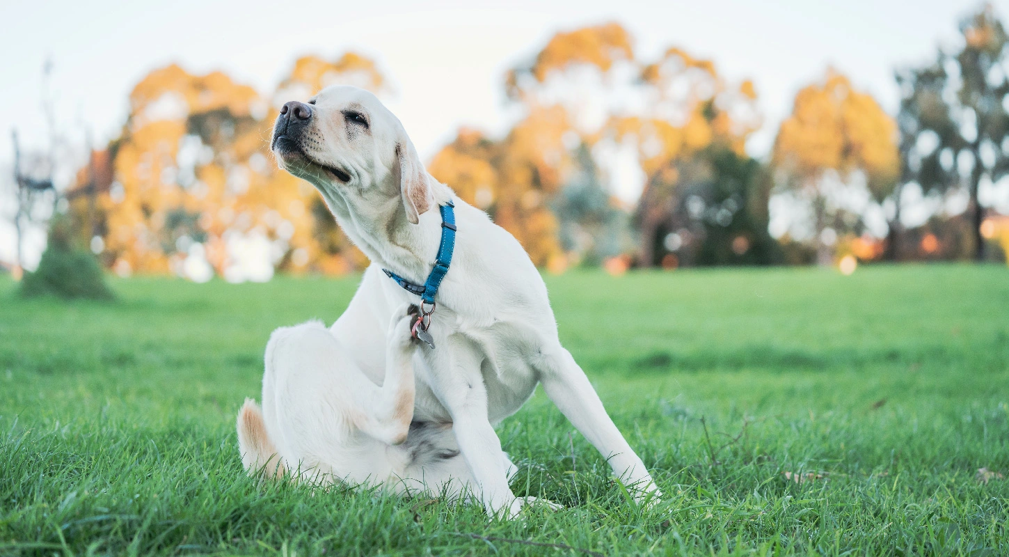 A dog sitting outside scratches at his neck