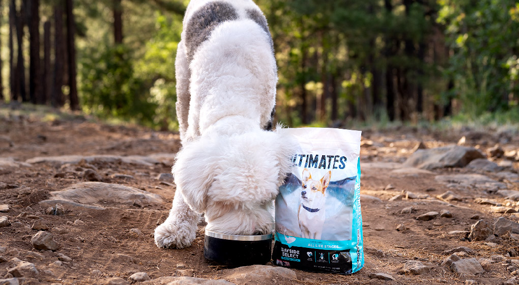 A sheepdog eats out of a dog bowl next to a bag of Ultimates dog food
