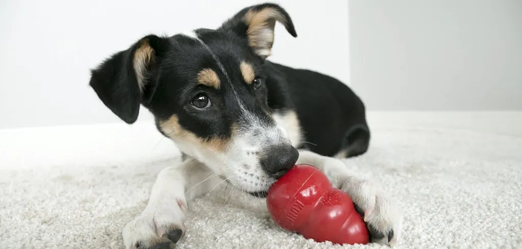 dog laying on white carpet eating a treat out of a classic kong dog toy