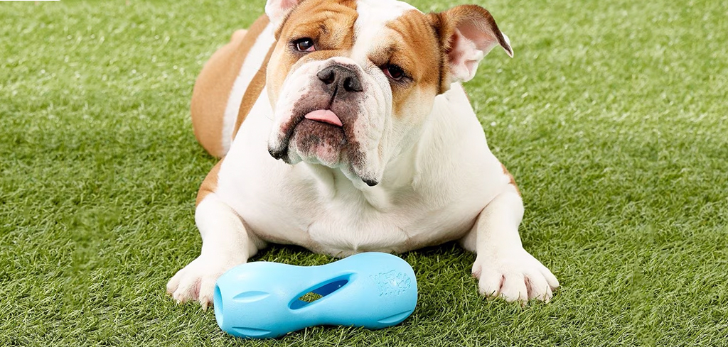 english bulldog laying on artificial grass with a West Paw Qwizl dog toy lying in front of his paws.