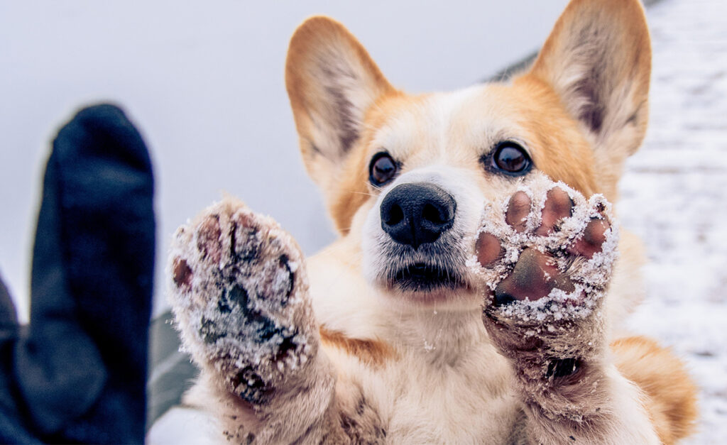 corgi holding paws up covered in snow