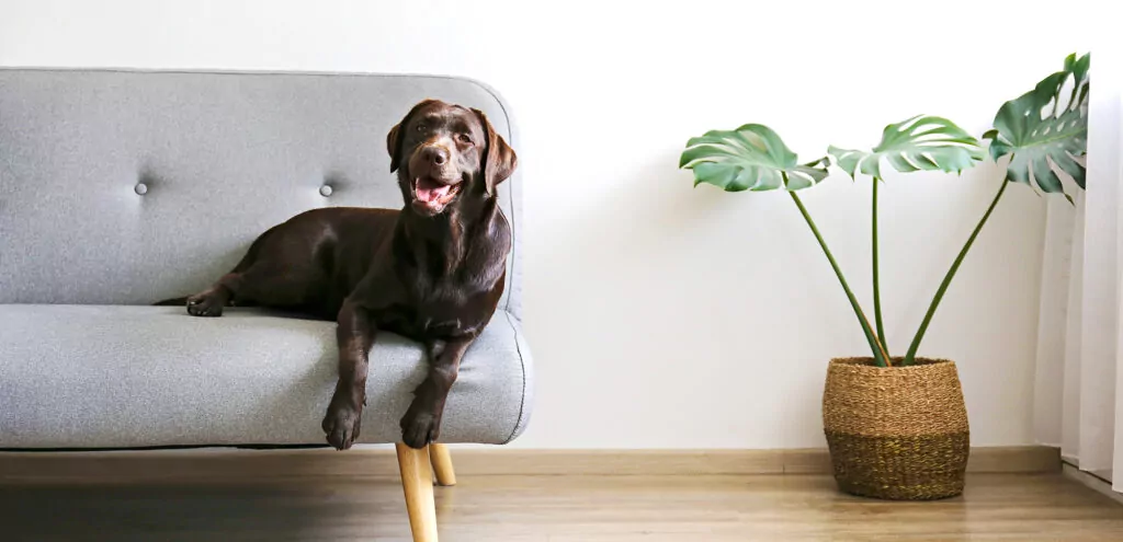 The Best Dog-Safe Plants (Inside & Out) | Ultimates Pet Food
