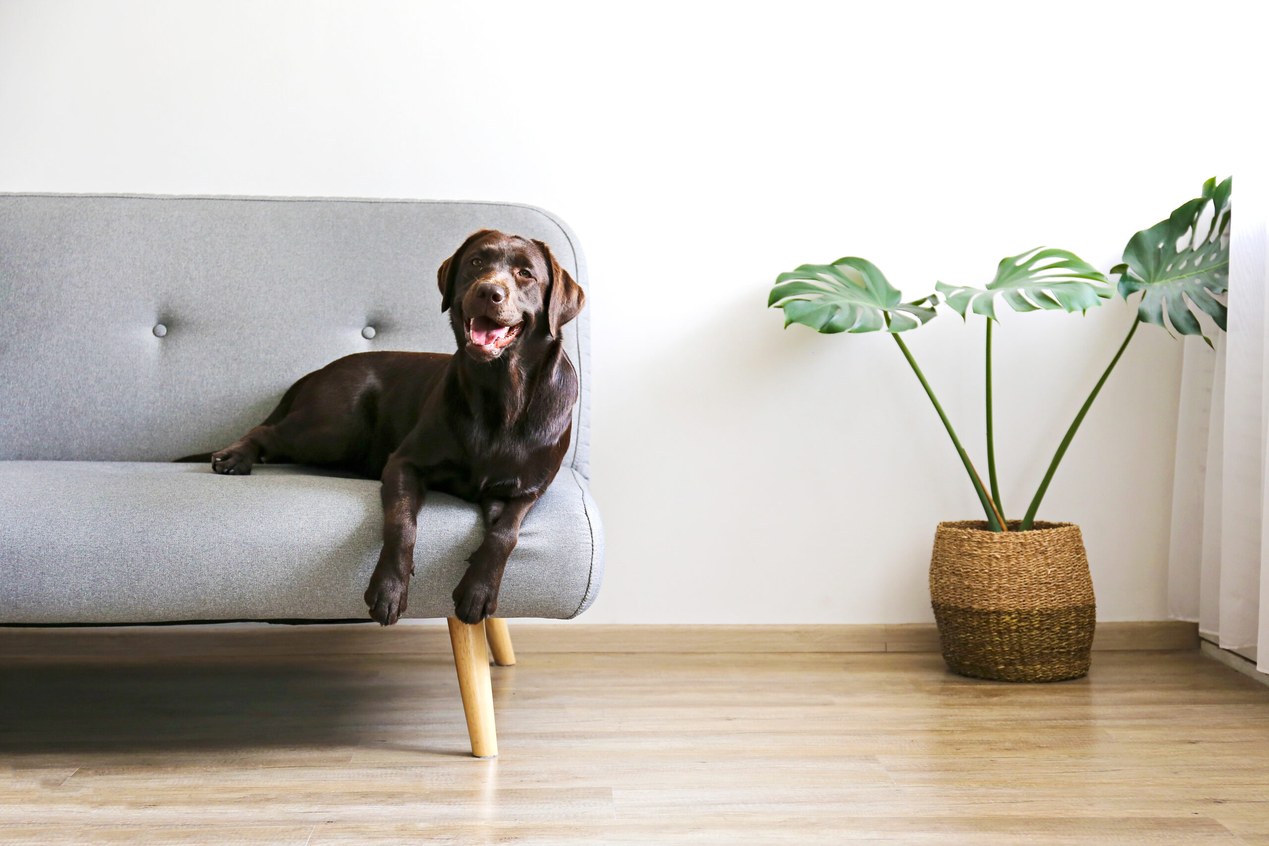 The Best Dog Safe Plants Inside Out Ultimates Pet Food