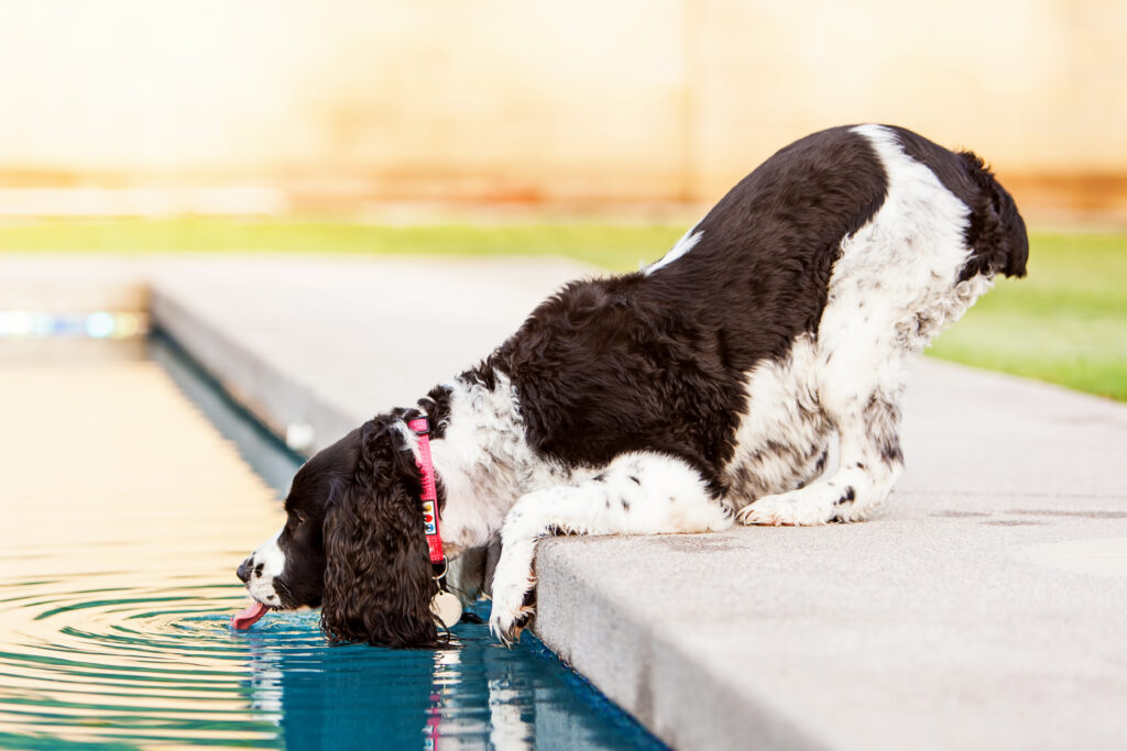 Side view of an English Springer Spaniel dog drinking water out of the pool on a hot summer day