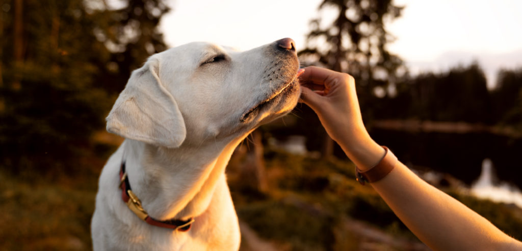 A golden retriever reaches up to grab a piece of kibble out of a human's fingers