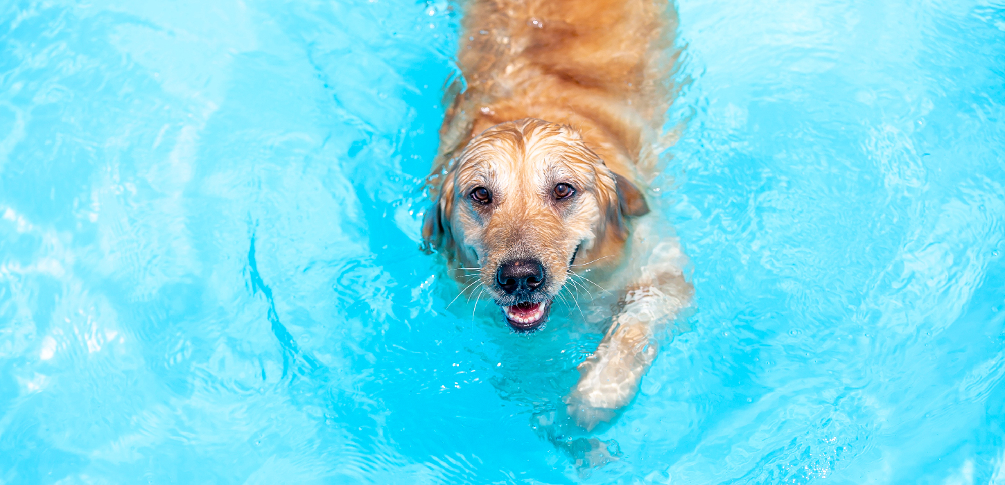 The Ultimate Summer Activities for Your Dog Ultimates Pet Food