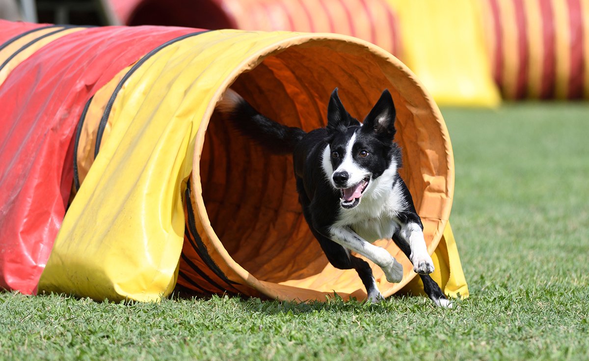 happy dog running out of an agility tunnel