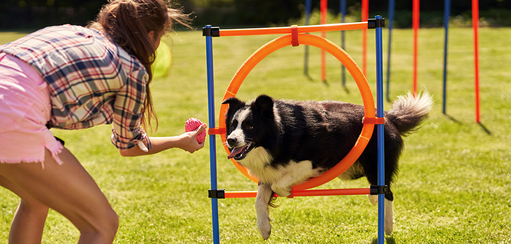 handler with a ball in front of a dog jumping through a hoop on a dog agility course