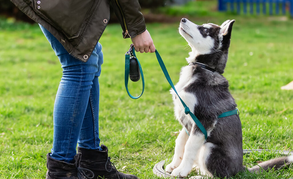 husky puppy on a leash looking up at owner.