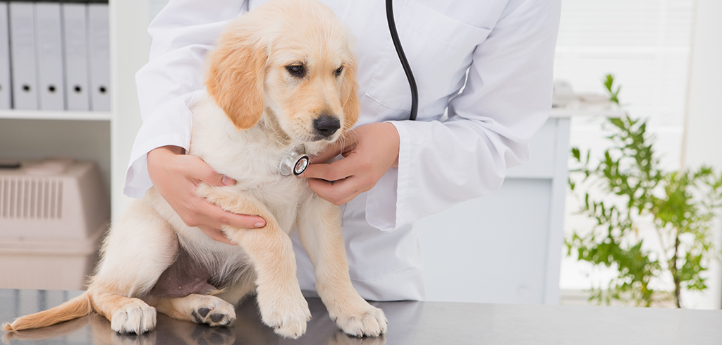 golden retriever puppy sitting on a counter in a vets office 