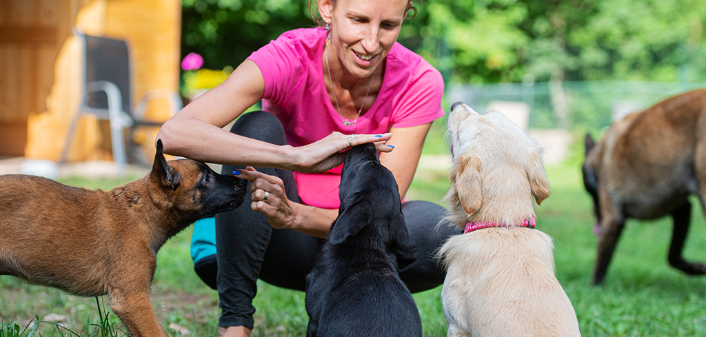 3 puppies interacting with a trainer outside