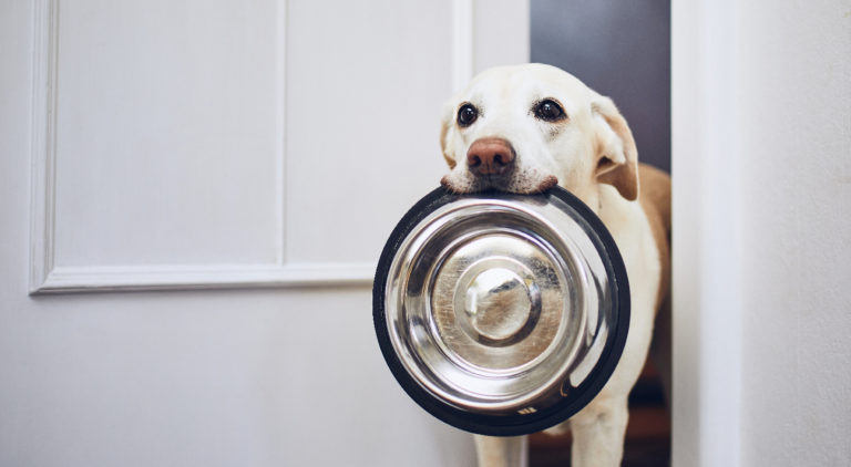 Image showcasing Foods Toxic to Dogs - Ultimates | Advanced Pet Nutrition Made in the USA